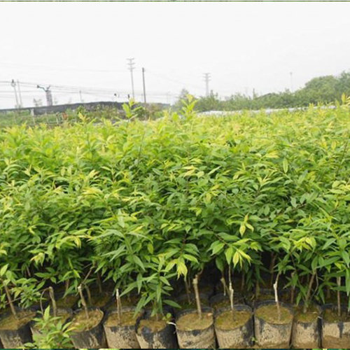 果树倒春寒怎么预防