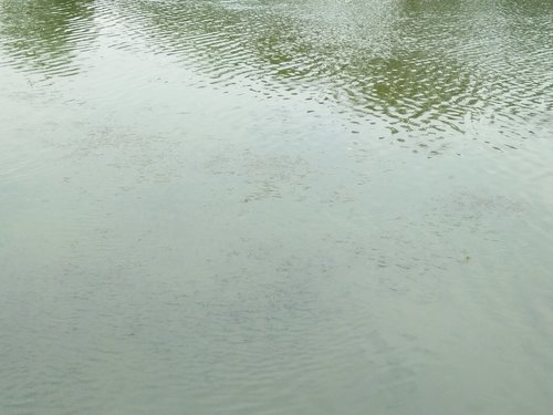 求购鱼苗分析干旱时节的养殖要点