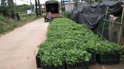 藤椒苗种植技术、种植时间以及管理技术