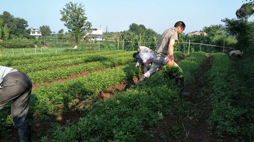 贵州藤椒苗的繁育方法及原则