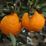 http://images.hisupplier.com/var/userImages/201708/02/152951669687_240.jpg
