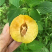 王勇