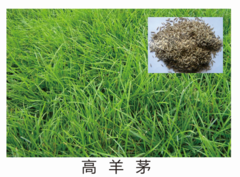 貴陽草種銷售價格