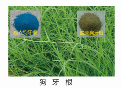 貴陽花種廠家銷售