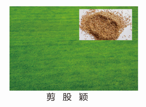 園林綠化中，該怎么選擇草種呢