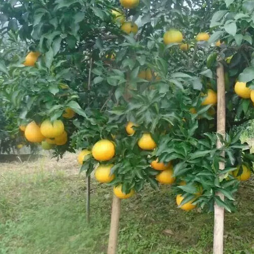 橘子树修剪方法及修剪技巧是什么?