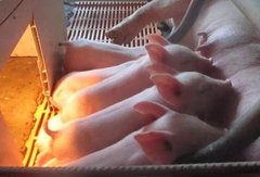 http://images.hisupplier.com/var/userImages/201709/06/085145117482_240.jpg