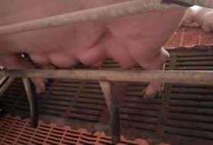 http://images.hisupplier.com/var/userImages/201709/06/085145296130_240.jpg