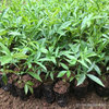 藤椒苗种植条件