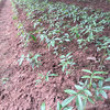 四川藤椒苗如何种植
