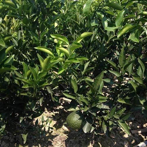 丹棱苗木基地国庆后上班通知