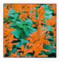 貴陽草種花種種子公司