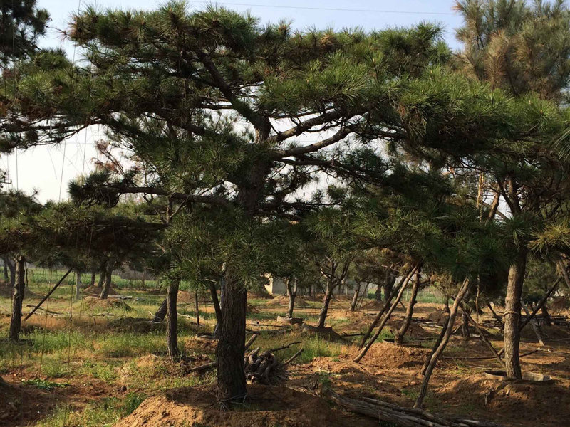 泰安景觀松基地您的不二選擇_大量出售景觀松價格