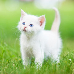 洛阳母猫发情期几天可以配种-海商网,医院产品