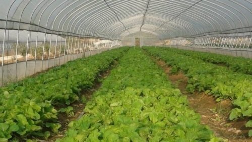 蔬菜大棚避免了我们受到的3大危害