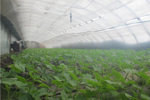 想要蔬菜价格高成本低少不得蔬菜大棚的几点原因
