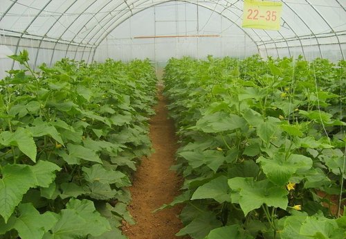 大棚蔬菜种植管理要点