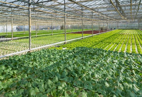 塑料大棚春季夏菜早熟栽培