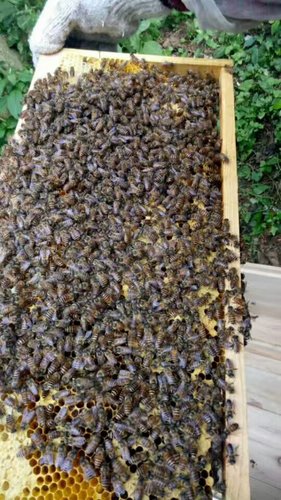 蜂蜜和哪些食物相克 蜂蜜不能和什么一起吃