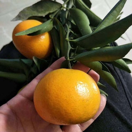 春见柑橘苗种植的准备工作