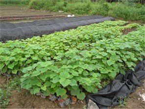 泡桐树苗哪里有卖、泡桐树苗厂家供应