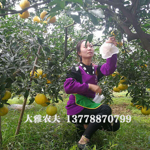 大雅柑柑橘苗