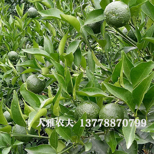 果树秋季嫁接技术