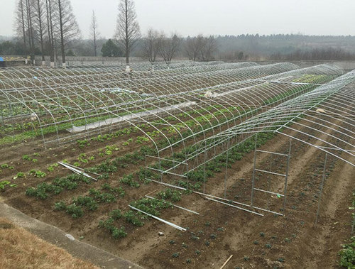温室大棚夏季蔬菜抗高温方法
