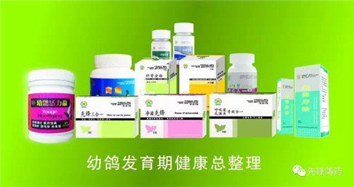 夏季鸽子如何正确用药
