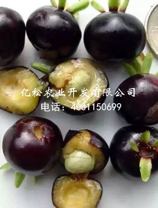 福建嘉宝果——优质的嘉宝果出售