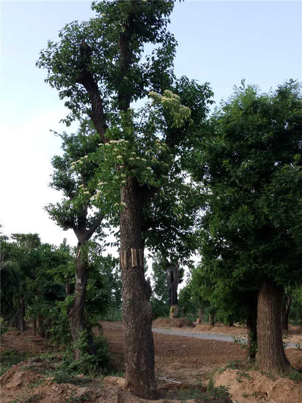 种植车梁木_供应品种好的车梁木