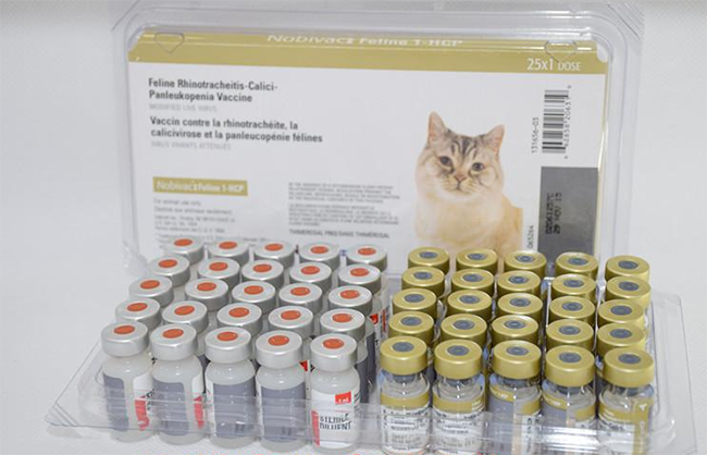 荷兰英特威猫三联疫苗