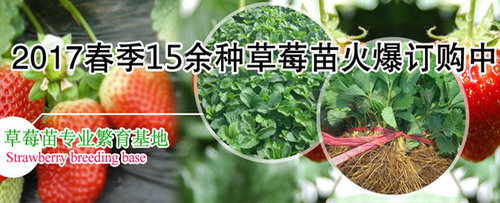 草莓的营养价值