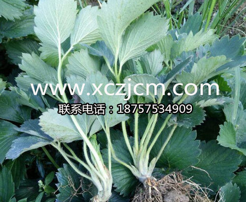 大棚草莓苗怎样种植、草莓如何高产