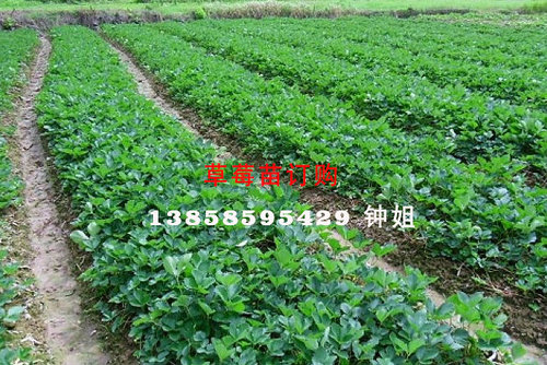 草莓苗在繁殖期的管理事项