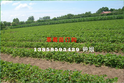 草莓苗在3.4.5.6月的管理技术