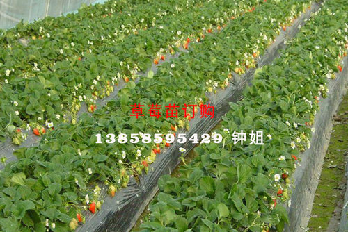 酷暑天草莓苗田间管理技术要点