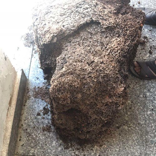 福州除白蚁讲述白蚁该怎样防治?