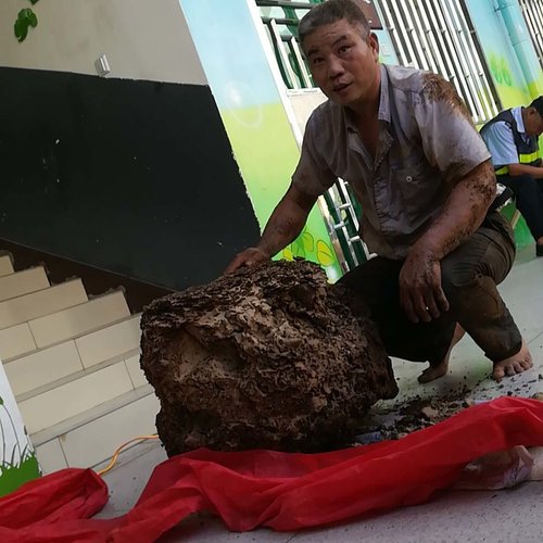 白蚁有哪些危害?如何彻底消灭白蚁?