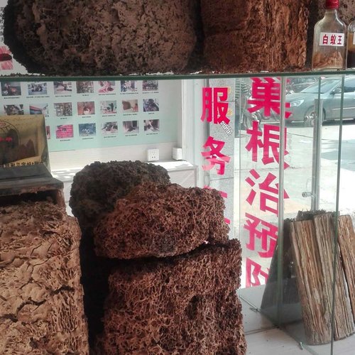 白蚁的危害与防治