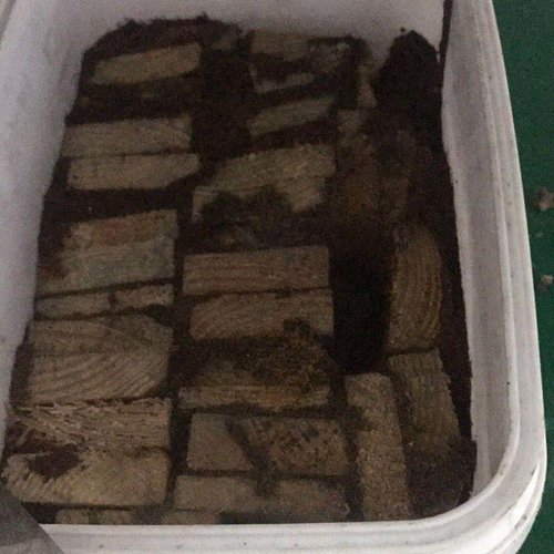装修防白蚁药哪种好?