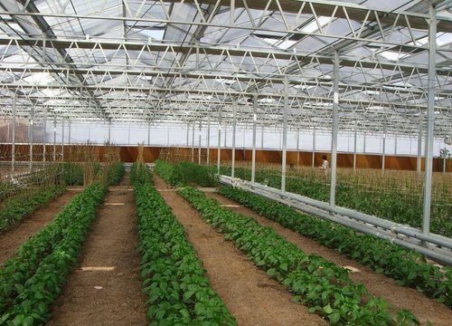 遇到倒春寒时大棚菜应急有哪些措施