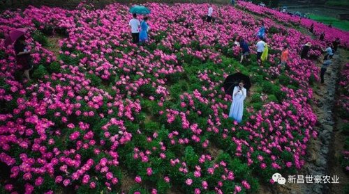 新昌县首届中医药养生文化节取得圆满成功!一起来回顾精彩内容吧