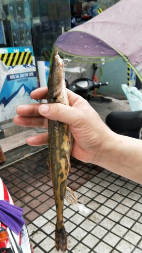 四川鱼苗基地为你介绍老虎鱼