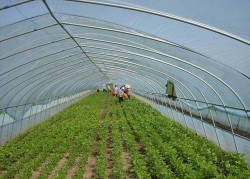 塑料大棚的结构和性能介绍