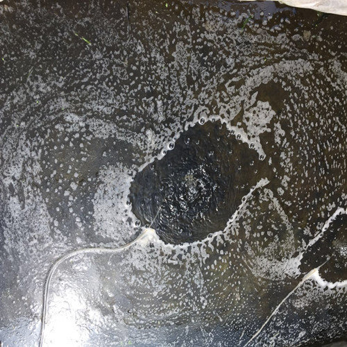 牛蛙苗养殖过程中,幼蛙和成蛙的疾病防治分享