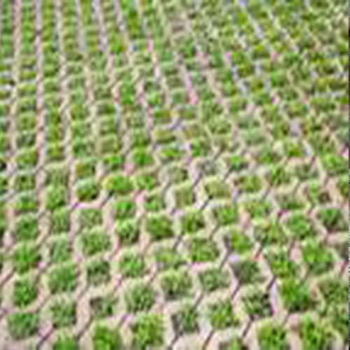 厦门植草砖能算绿化面积么