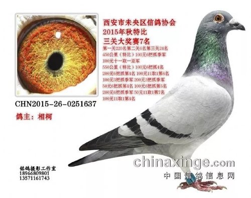 如何辨别鸽子的雌雄