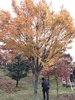 贵州常规工程用树供应