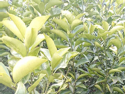 栽培要点